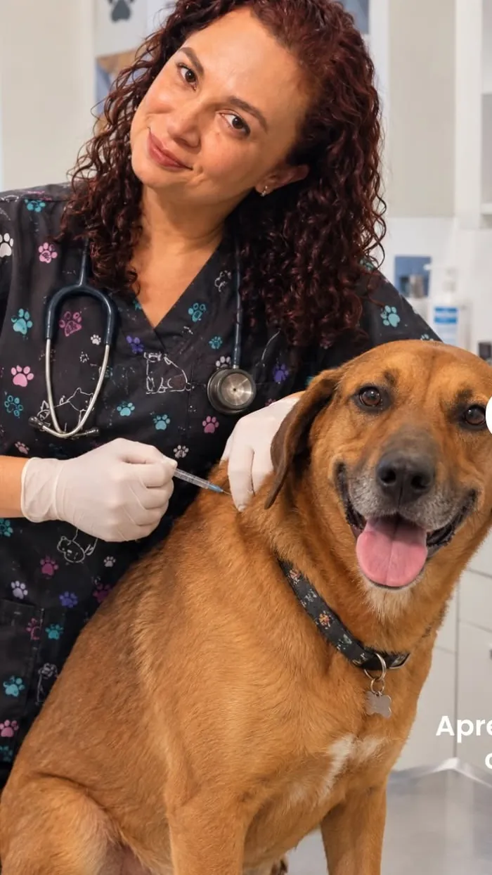 Dra. Daniela Sales examinando um cão
