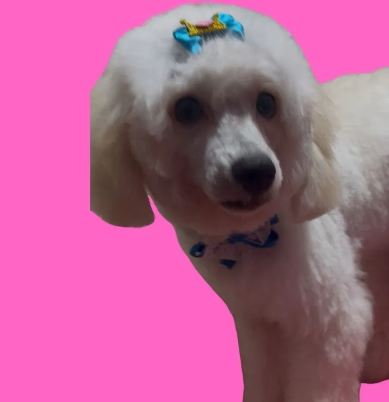 Poodle branco com lacinho